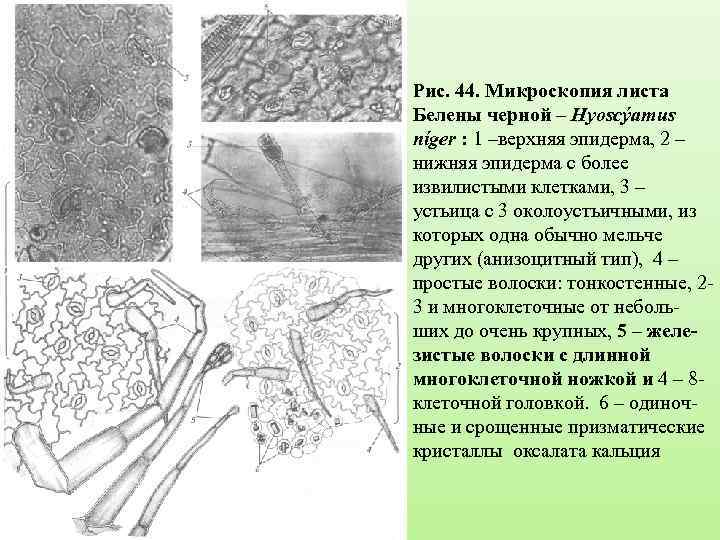 Рис. 44. Микроскопия листа Белены черной – Hyoscýamus níger : 1 –верхняя эпидерма, 2