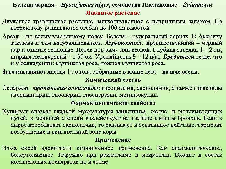 Белена черная – Hyoscýamus níger, семейство Паслёновые – Solanaceae Ядовитое растение Двулетнее травянистое растение,