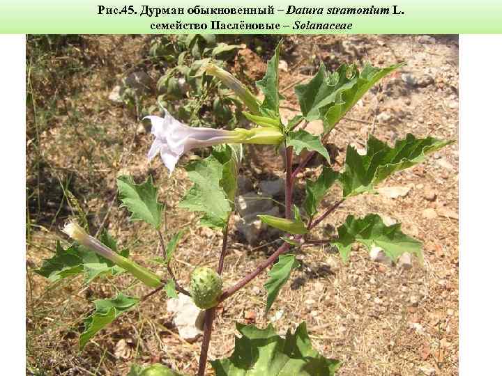 Рис. 45. Дурман обыкновенный – Datura stramonium L. семейство Паслёновые – Solanaceae 