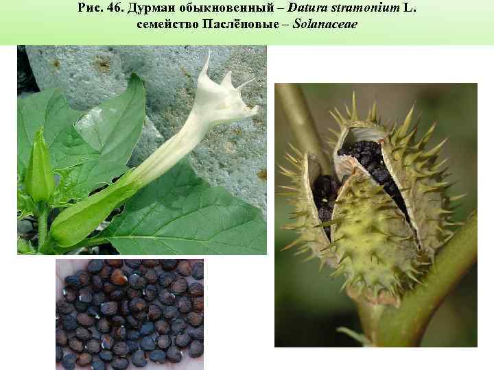 Рис. 46. Дурман обыкновенный – Datura stramonium L. семейство Паслёновые – Solanaceae 