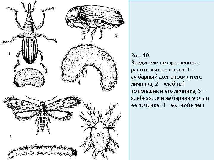 Рис. 10. Вредители лекарственного растительного сырья. 1 – амбарный долгоносик и его личинка; 2