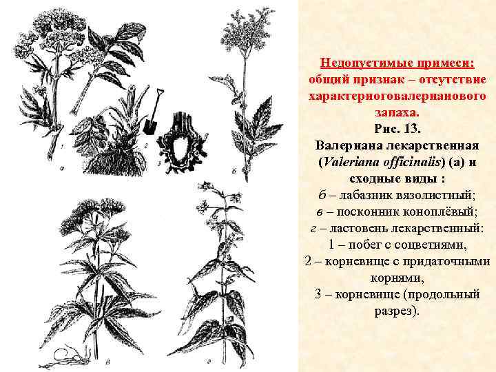 Недопустимые примеси: общий признак – отсутствие характерноговалерианового запаха. Рис. 13. Валериана лекарственная (Valeriana officinalis)