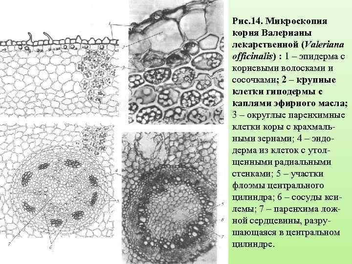 Рис. 14. Микроскопия корня Валерианы лекарственной (Valeriana officinalis) : 1 – эпидерма с корневыми