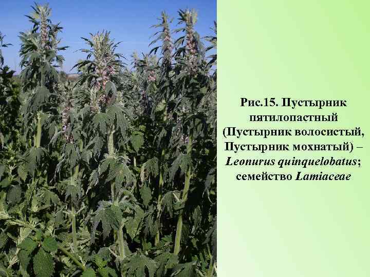 Рис. 15. Пустырник пятилопастный (Пустырник волосистый, Пустырник мохнатый) – Leonurus quinquelobatus; семейство Lamiaceae 