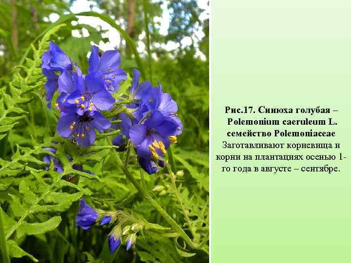 Рис. 17. Синюха голубая – Polemonium caeruleum L. семейство Polemoniaceae Заготавливают корневища и корни