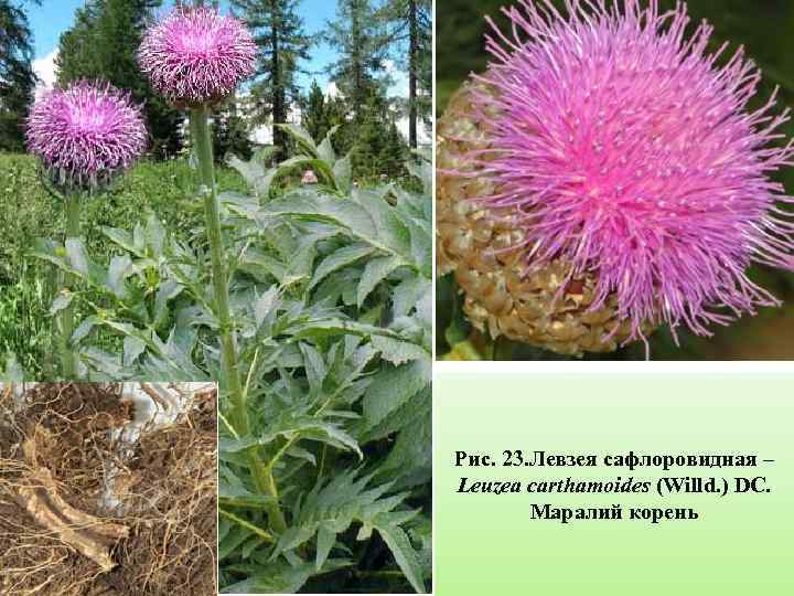 Рис. 23. Левзея сафлоровидная – Leuzea carthamoides (Willd. ) DC. Маралий корень 