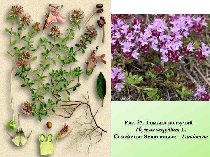 Рис. 25. Тимьян ползучий – Thymus serpyllum L. Семейство Яснотковые – Lamiaceae 