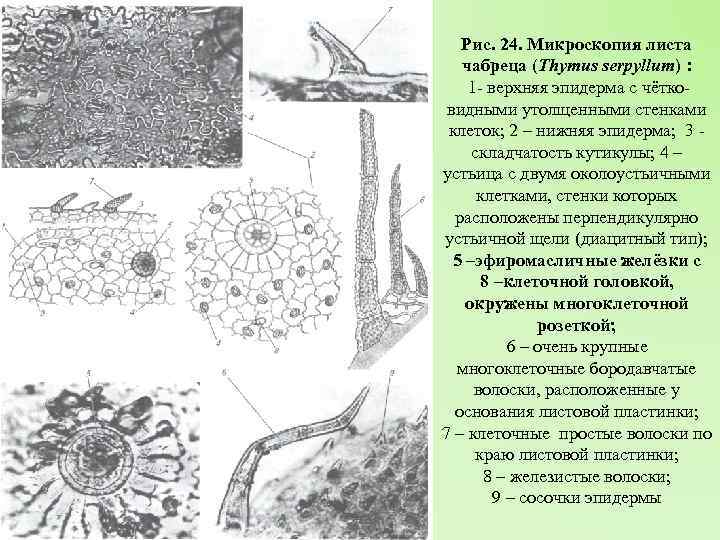 Рис. 24. Микроскопия листа чабреца (Thymus serpyllum) : 1 - верхняя эпидерма с чётковидными
