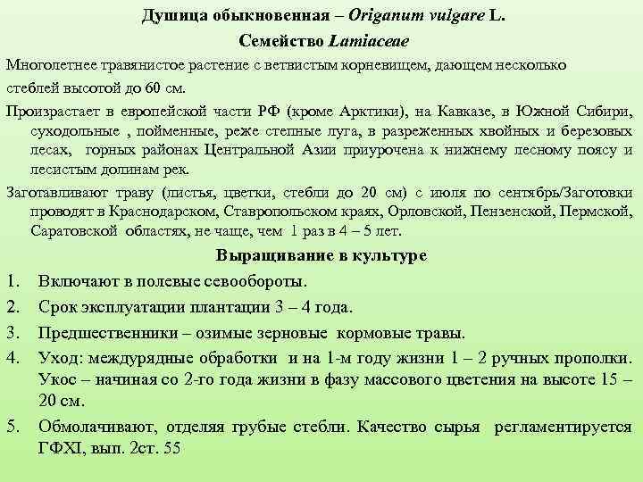 Душица обыкновенная – Origanum vulgare L. Семейство Lamiaceae Многолетнее травянистое растение с ветвистым корневищем,