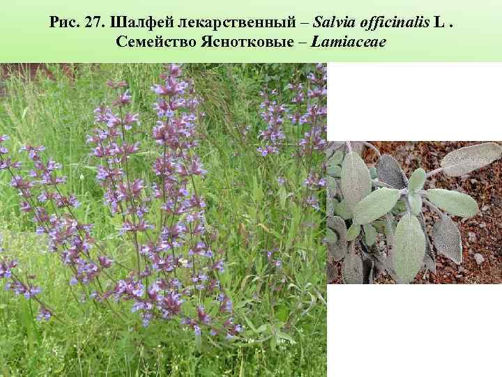 Рис. 27. Шалфей лекарственный – Salvia officinalis L. Семейство Яснотковые – Lamiaceae 