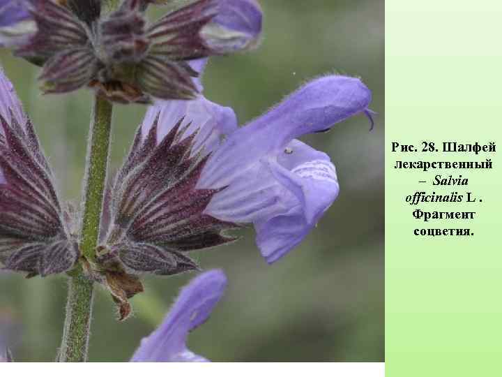 Рис. 28. Шалфей лекарственный – Salvia officinalis L. Фрагмент соцветия. 