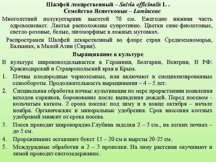 Шалфей лекарственный – Salvia officinalis L. Семейство Яснотковые – Lamiaceae Многолетний полукустарник высотой 70