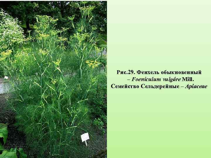 Рис. 29. Фенхель обыкновенный – Foenículum vulgáre Mill. Семейство Сельдерейные – Apiaceae 