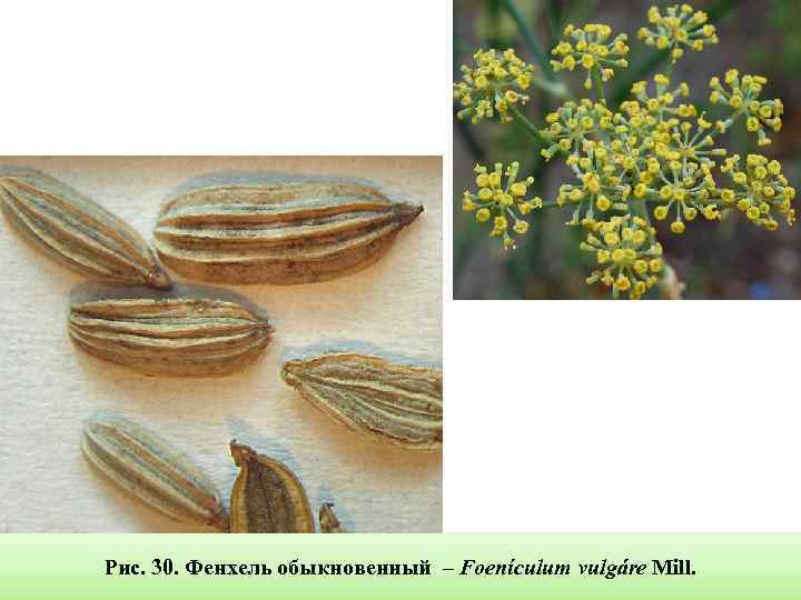 Рис. 30. Фенхель обыкновенный – Foenículum vulgáre Mill. 