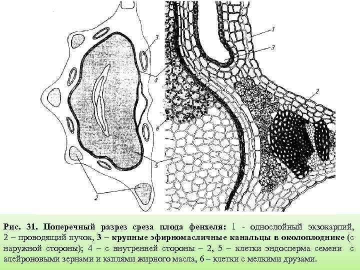 Рисунок поперечный разрез. Растения масляные канальцы. Канальца в плодах фенхеля. Канальцы в растениях. Разрез поперёк еды.