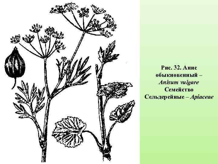 Рис. 32. Анис обыкновенный – Anisum vulgare Семейство Сельдерейные – Apiaceae 
