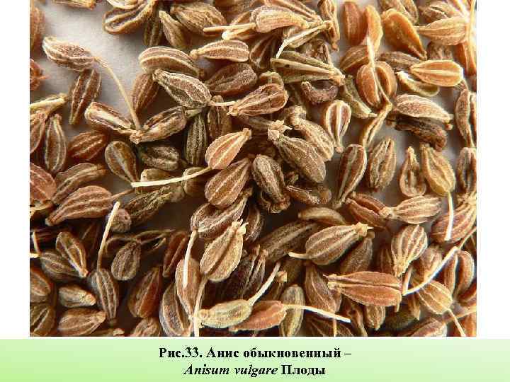 Рис. 33. Анис обыкновенный – Anisum vulgare Плоды 
