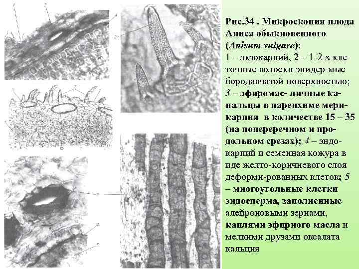 Рис. 34. Микроскопия плода Аниса обыкновенного (Anisum vulgare): 1 – экзокарпий, 2 – 1