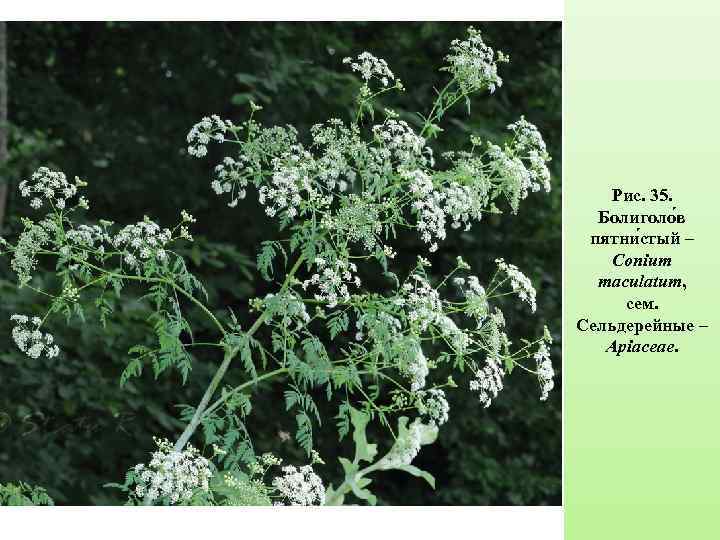 Рис. 35. Болиголо в пятни стый – Conium maculatum, сем. Сельдерейные – Apiaceae. 