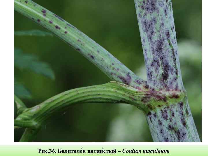 Рис. 36. Болиголо в пятни стый – Conium maculatum 