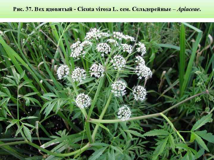 Рис. 37. Вех ядовитый - Cicuta virosa L. сем. Сельдерейные – Apiaceae. 
