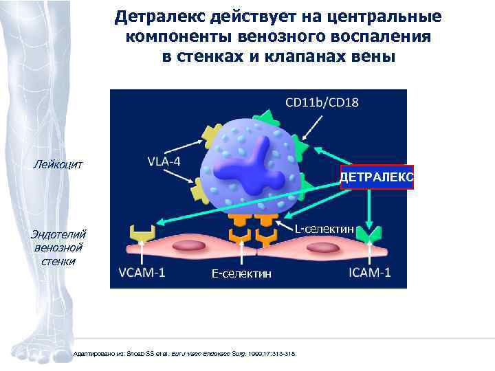 Детралекс действует на центральные компоненты венозного воспаления в стенках и клапанах вены Лейкоцит Эндотелий