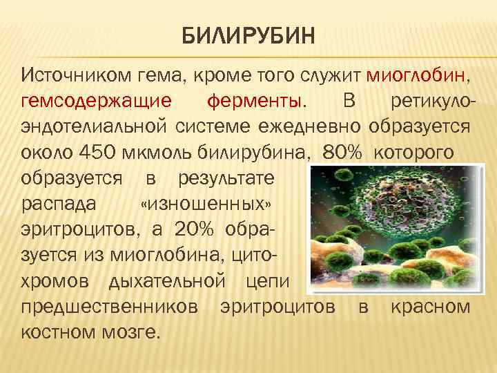 БИЛИРУБИН Источником гема, кроме того служит миоглобин, гемсодержащие ферменты. В ретикулоэндотелиальной системе ежедневно образуется