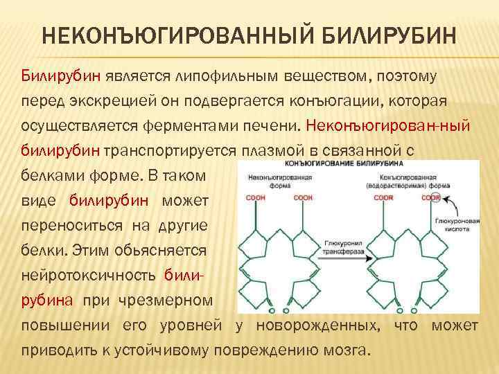 НЕКОНЪЮГИРОВАННЫЙ БИЛИРУБИН Билирубин является липофильным веществом, поэтому перед экскрецией он подвергается конъюгации, которая осуществляется