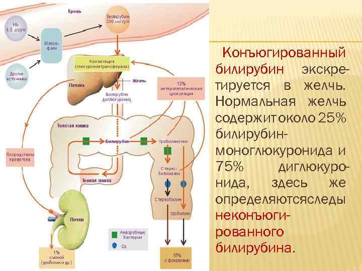 Конъюгированный билирубин экскретируется в желчь. Нормальная желчь содержит около 25% билирубинмоноглюкуронида и 75% диглюкуронида,