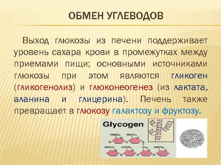 ОБМЕН УГЛЕВОДОВ Выход глюкозы из печени поддерживает уровень сахара крови в промежутках между приемами