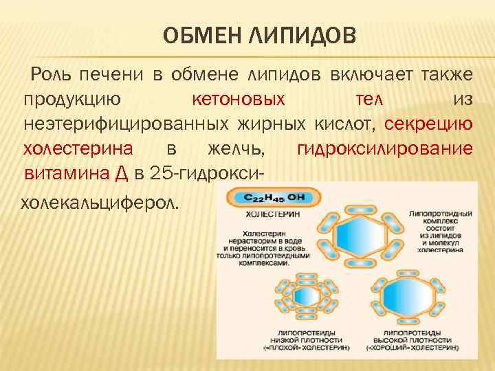 ОБМЕН ЛИПИДОВ Роль печени в обмене липидов включает также продукцию кетоновых тел из неэтерифицированных