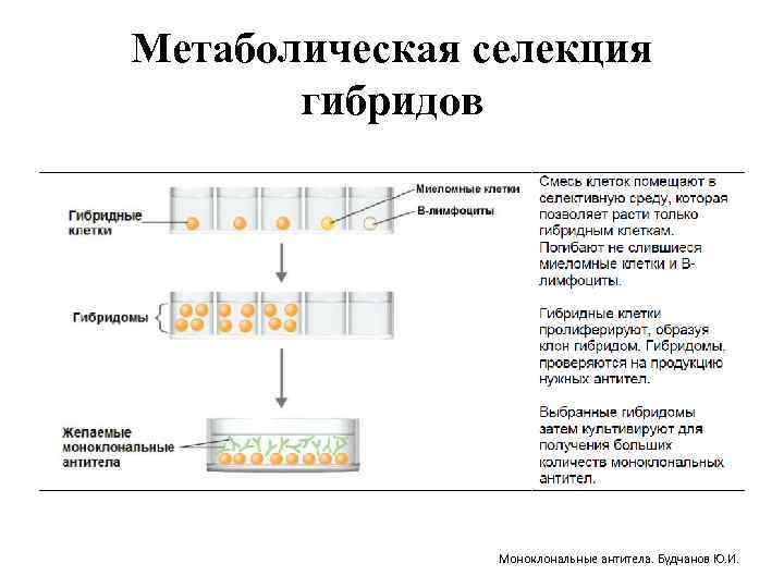 Контрольная работа по теме Получение моноклональных антител