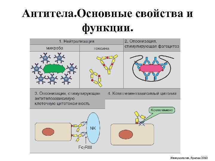 Применение моноклональных антител в стоматологии презентация