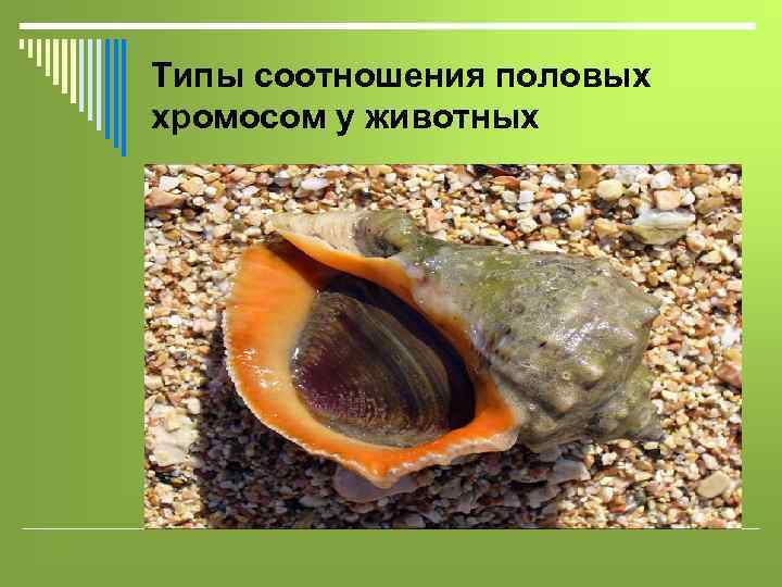 Типы соотношения половых хромосом у животных 