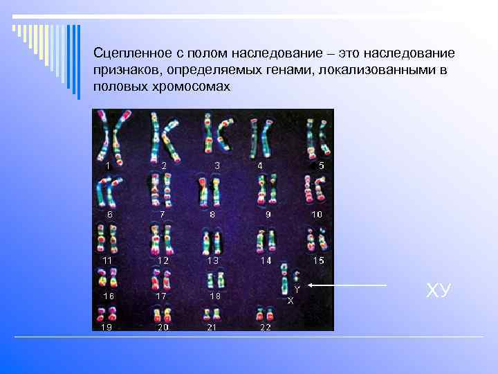 Сцепленное с полом наследование – это наследование признаков, определяемых генами, локализованными в половых хромосомах