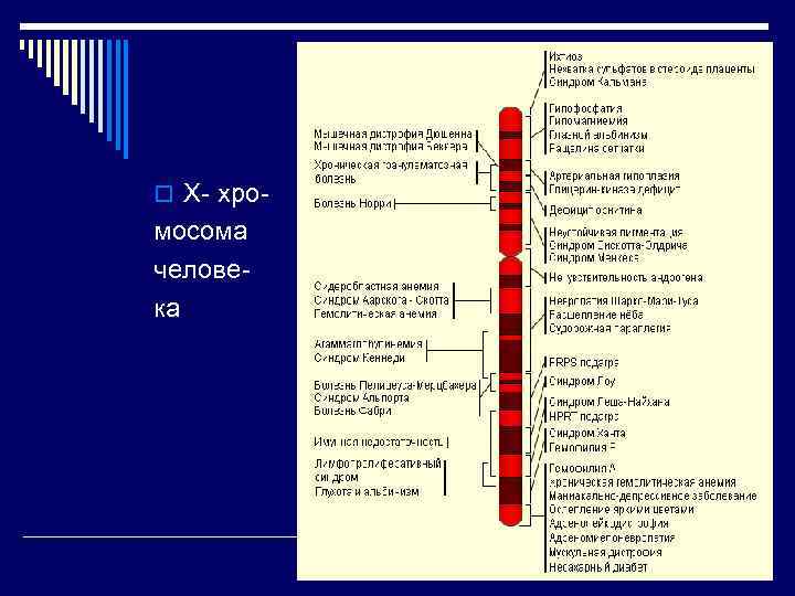 o Х- хро- мосома человека 
