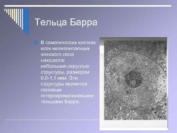 Тельца Барра o В соматических клетках всех млекопитающих женского пола находятся небольшие, округлые структуры,