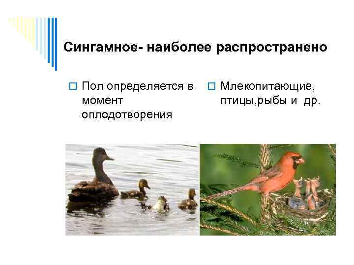 Сингамное- наиболее распространено o Пол определяется в момент оплодотворения o Млекопитающие, птицы, рыбы и
