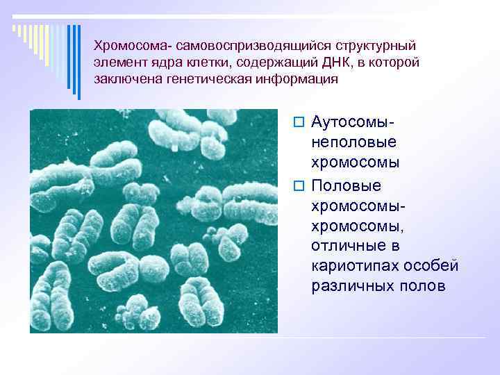 Хромосома- самовоспризводящийся структурный элемент ядра клетки, содержащий ДНК, в которой заключена генетическая информация o