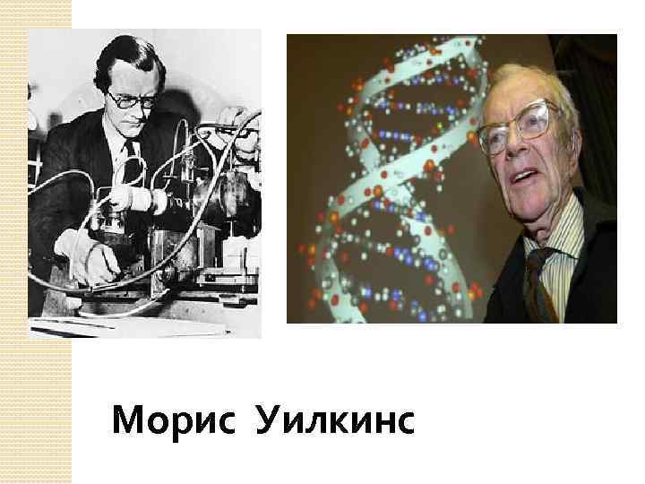 Морис Уилкинс 