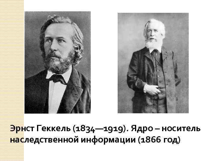 Эрнст Геккель (1834— 1919). Ядро – носитель наследственной информации (1866 год) 