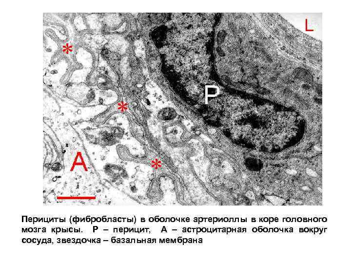 Перициты (фибробласты) в оболочке артериоллы в коре головного мозга крысы. Р – перицит, А
