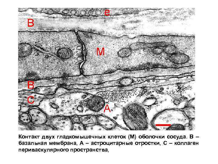 Контакт двух гладкомышечных клеток (М) оболочки сосуда. В – базальная мембрана, А – астроцитарные