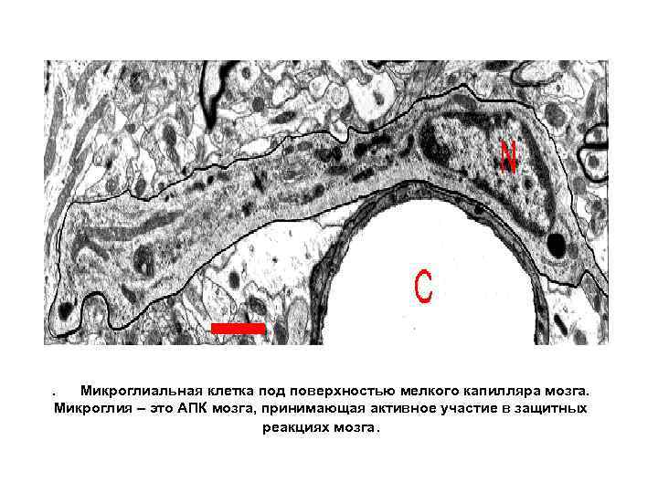 . Микроглиальная клетка под поверхностью мелкого капилляра мозга. Микроглия – это АПК мозга, принимающая