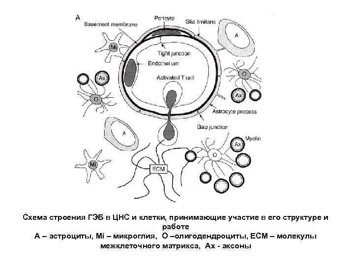 Схема строения ГЭБ в ЦНС и клетки, принимающие участие в его структуре и работе