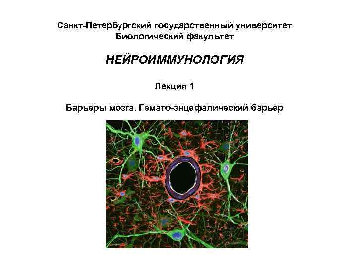 Санкт-Петербургский государственный университет Биологический факультет НЕЙРОИММУНОЛОГИЯ Лекция 1 Барьеры мозга. Гемато-энцефалический барьер 