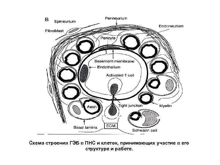 Схема строения ГЭБ в ПНС и клеток, принимающих участие в его структуре и работе.