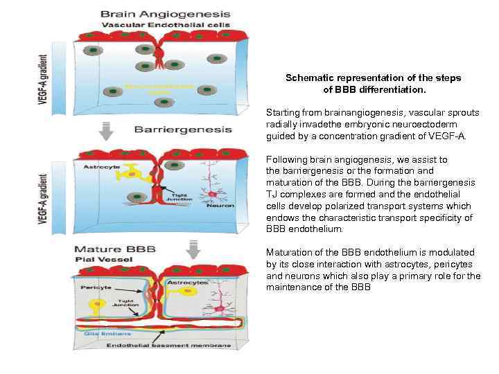 Schematic representation of the steps of BBB differentiation. Starting from brainangiogenesis, vascular sprouts radially