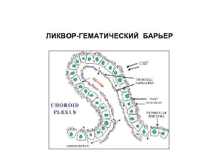 ЛИКВОР-ГЕМАТИЧЕСКИЙ БАРЬЕР 