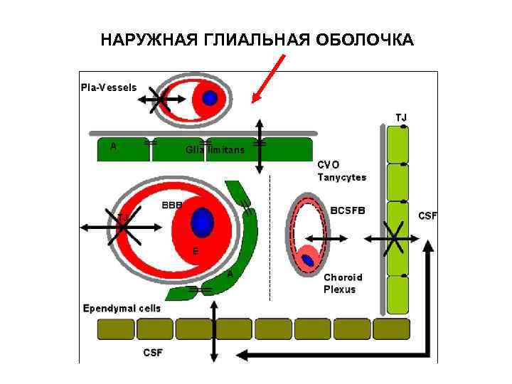 НАРУЖНАЯ ГЛИАЛЬНАЯ ОБОЛОЧКА 